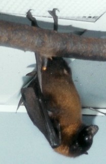 Fruit Bat