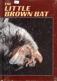 Little Brown Bat