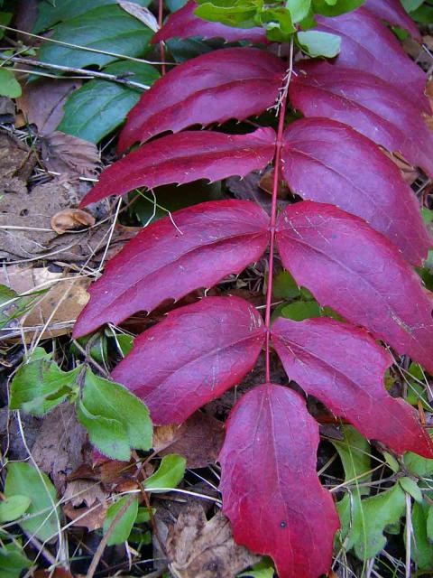 Oregon grape