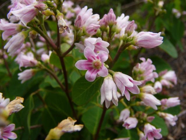 Pink bells