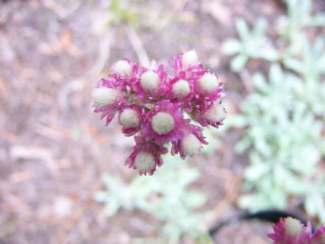 Pink flower2