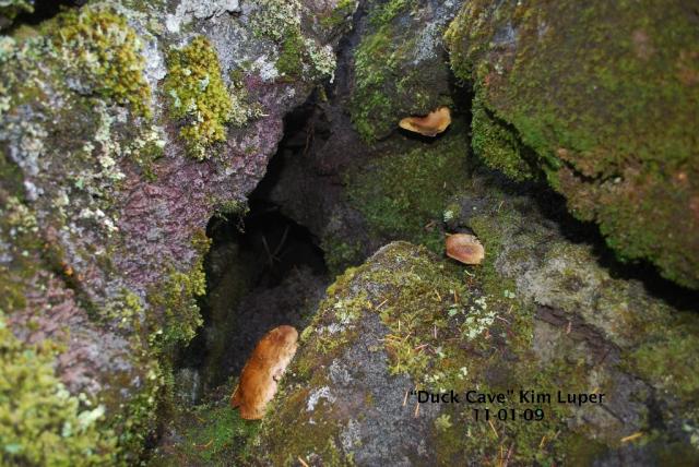 DSC 0115 duck cave