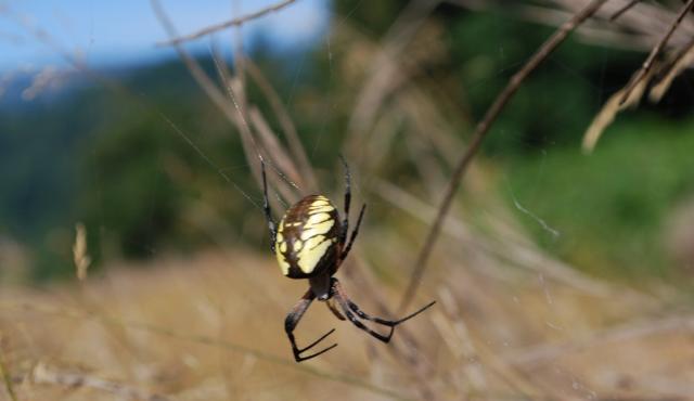 MSH 8-20-10 033 SPIDER