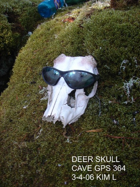 DSC01550 Deer Skull