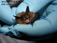Bats
