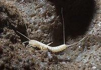 Cave-Critters