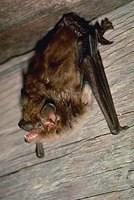 Big Brown Bat