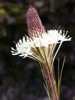 Beargrass